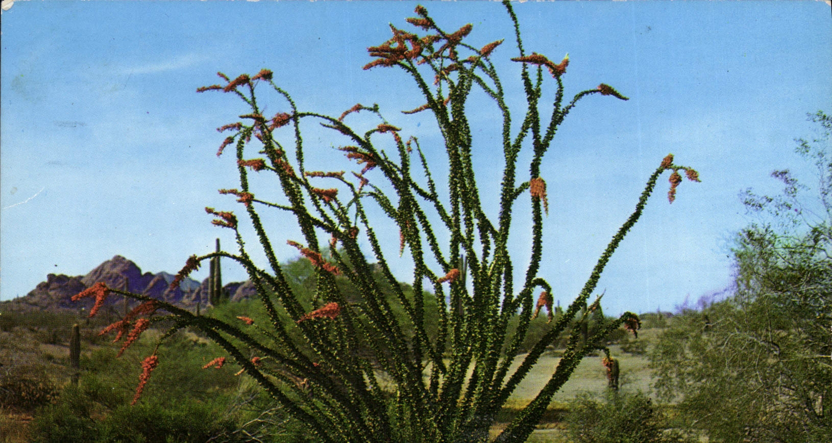 MODERN CARD Ocotilla