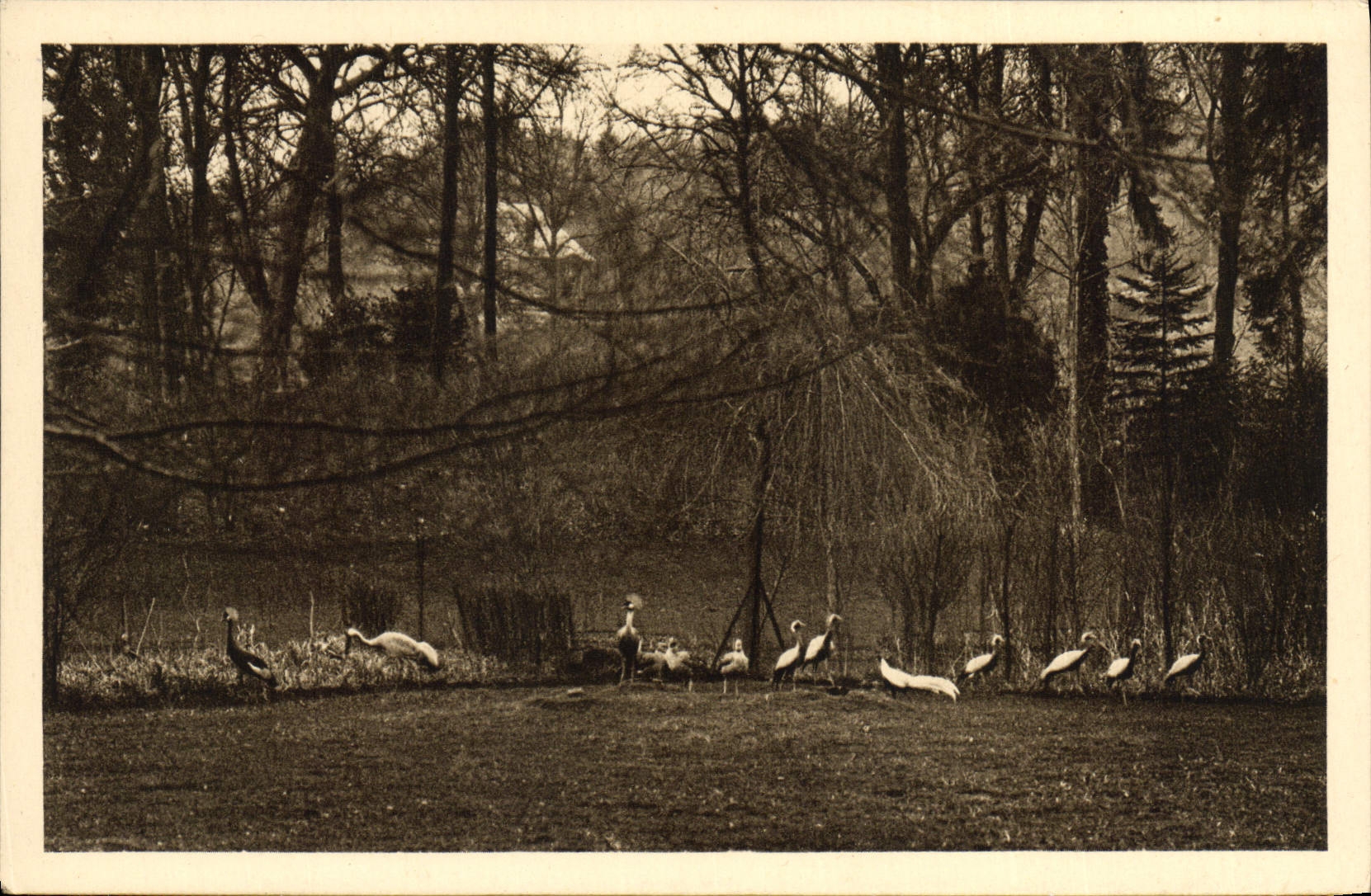 VINTAGE POSTCARD Zoological gardens of Cleres Cranes dverses Zoo