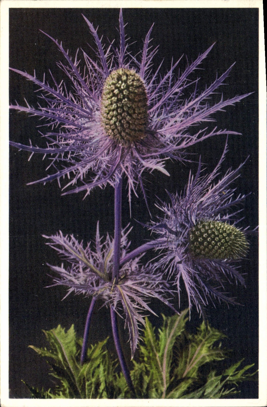 VINTAGE POSTCARD Eryngium alpinum