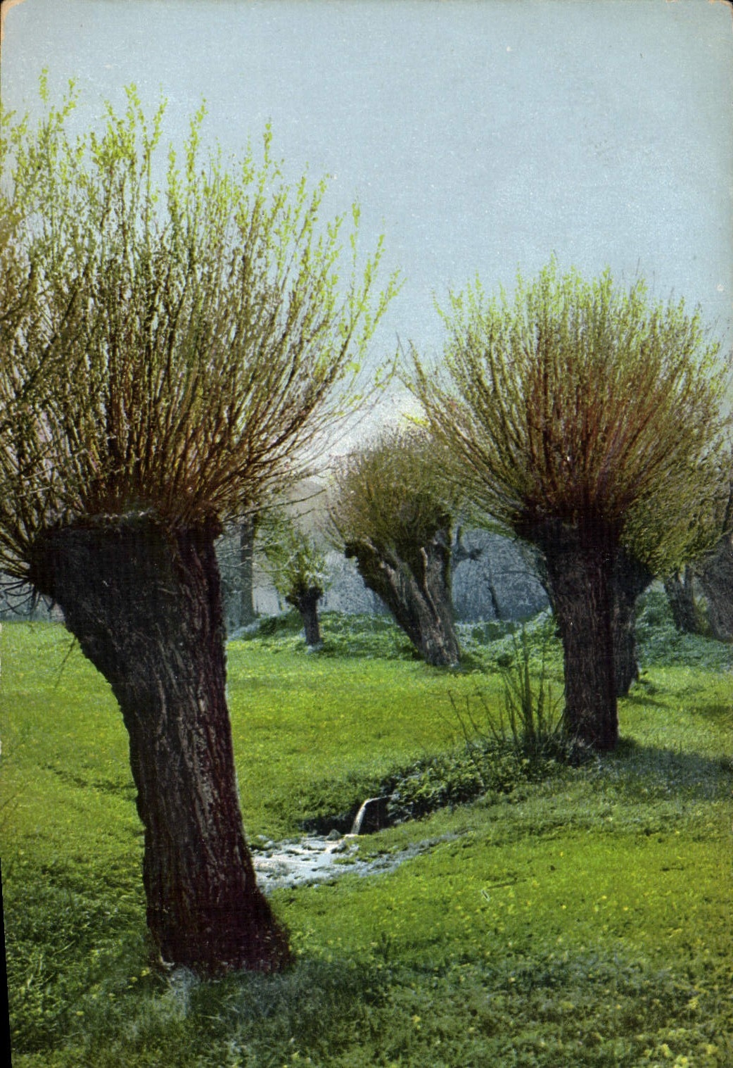 VINTAGE POSTCARD Trees