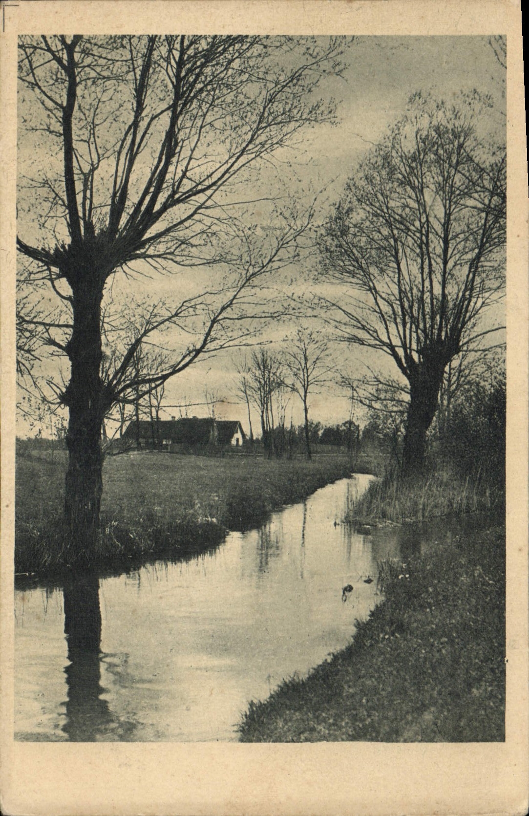 VINTAGE POSTCARD Trees Landscape