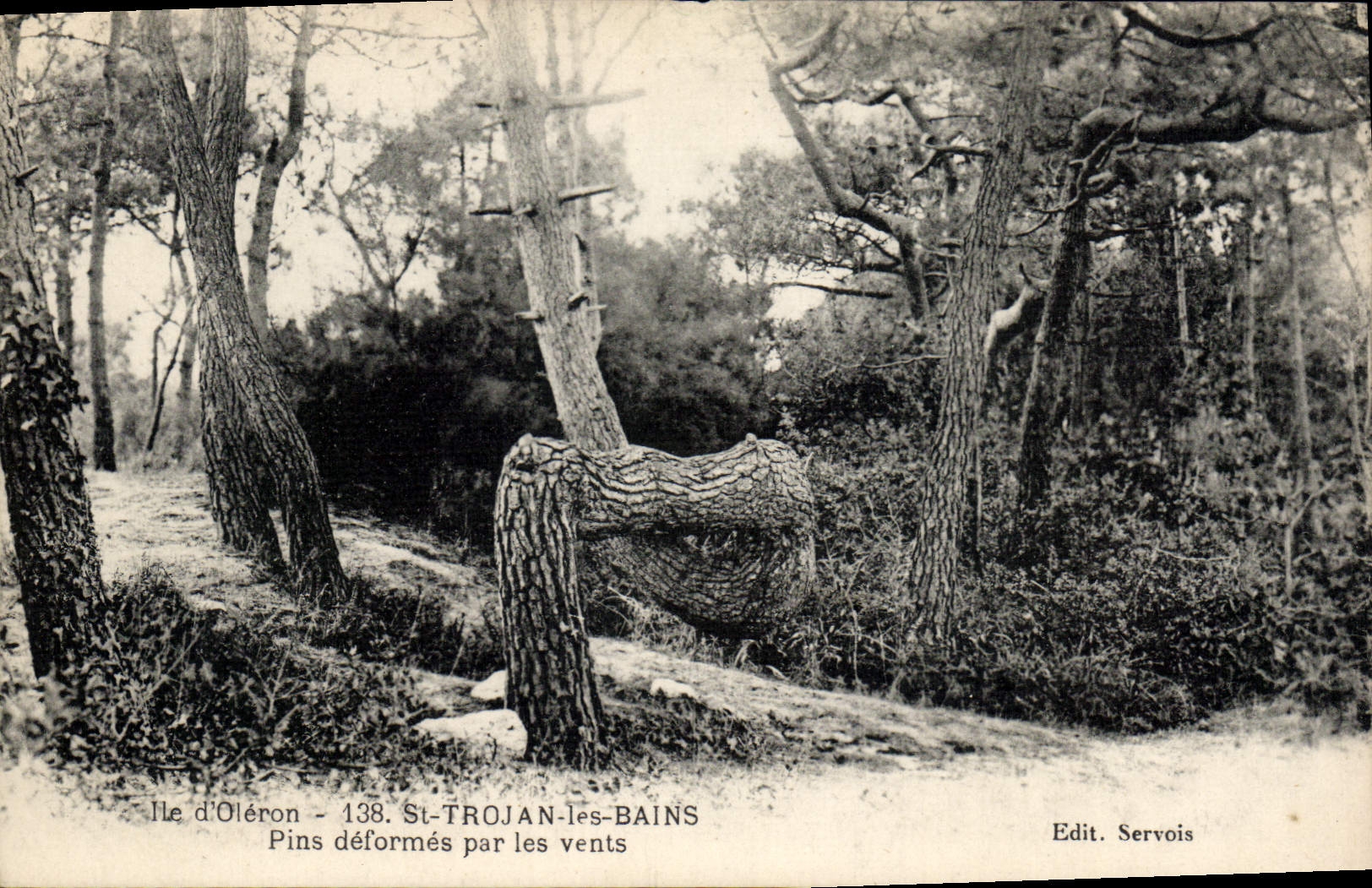 VINTAGE POSTCARD St Trojan Les Bains Pines Deform By the Winds Island of Oleron