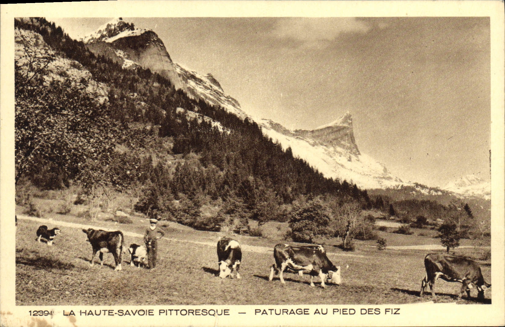 VINTAGE POSTCARD Ka Haute Savoy Picturesque Pasture With the Foot Of Fiz Cows