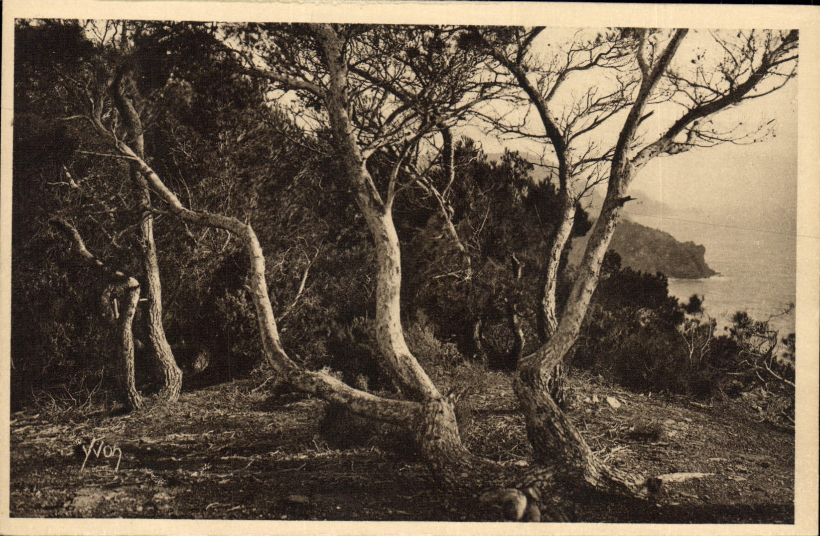 VINTAGE POSTCARD Islands of Hyeres Porquerolles pines of Alep