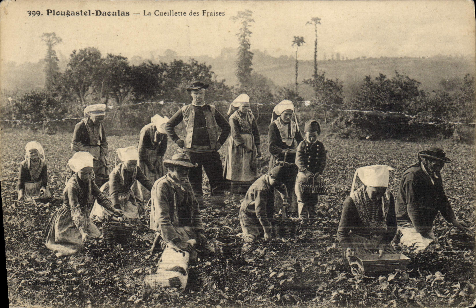 CPA Plougastel Daoulas La Cueillette Des Fraises Folklore