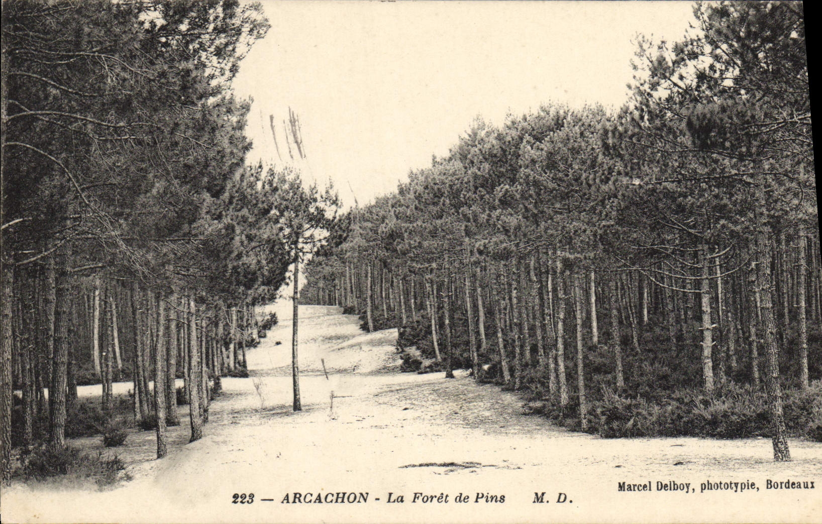 CPA Arcachon La Foret De Pins