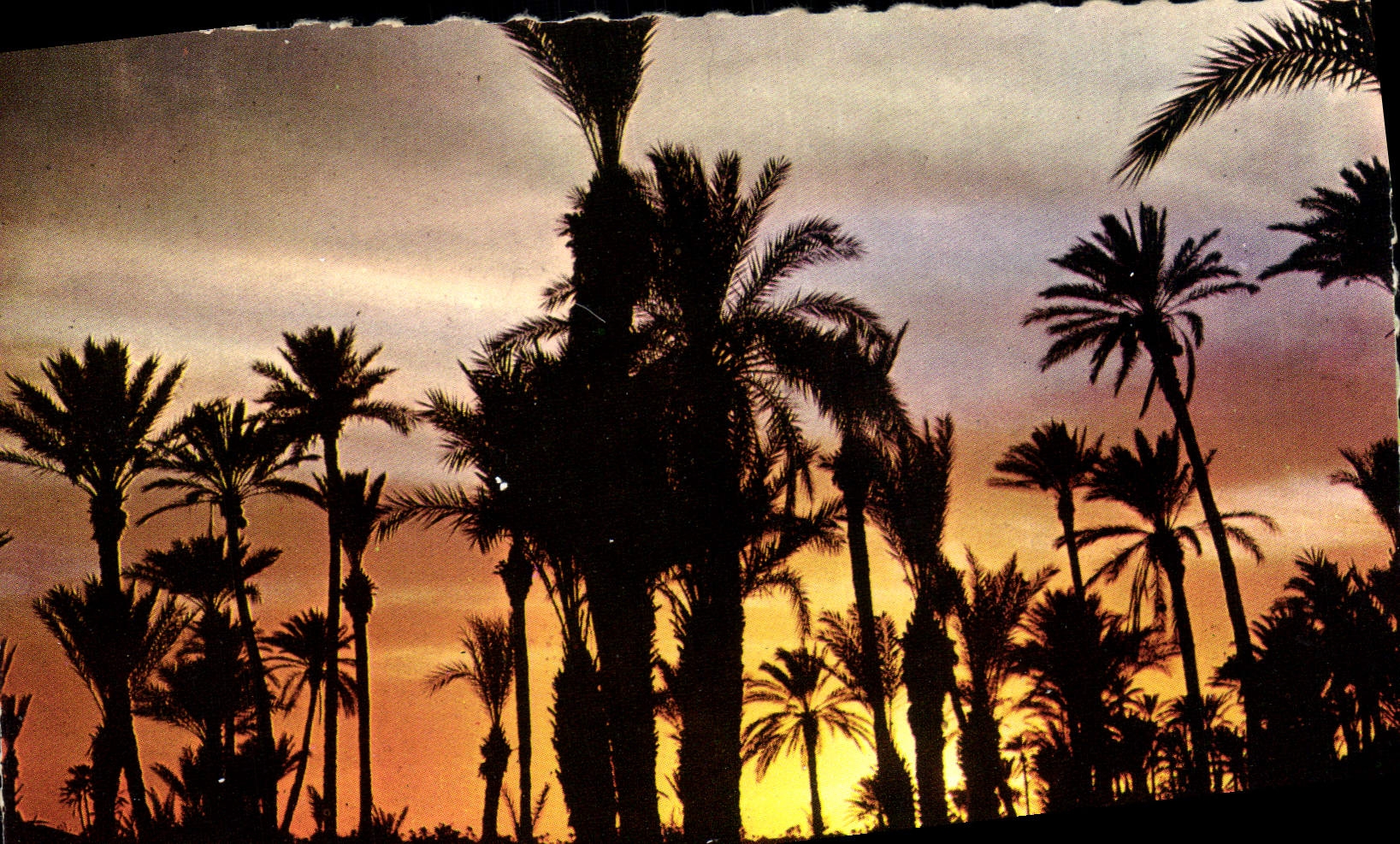 MODERN CARD Picturesque Morocco Sunset On the Palm plantation