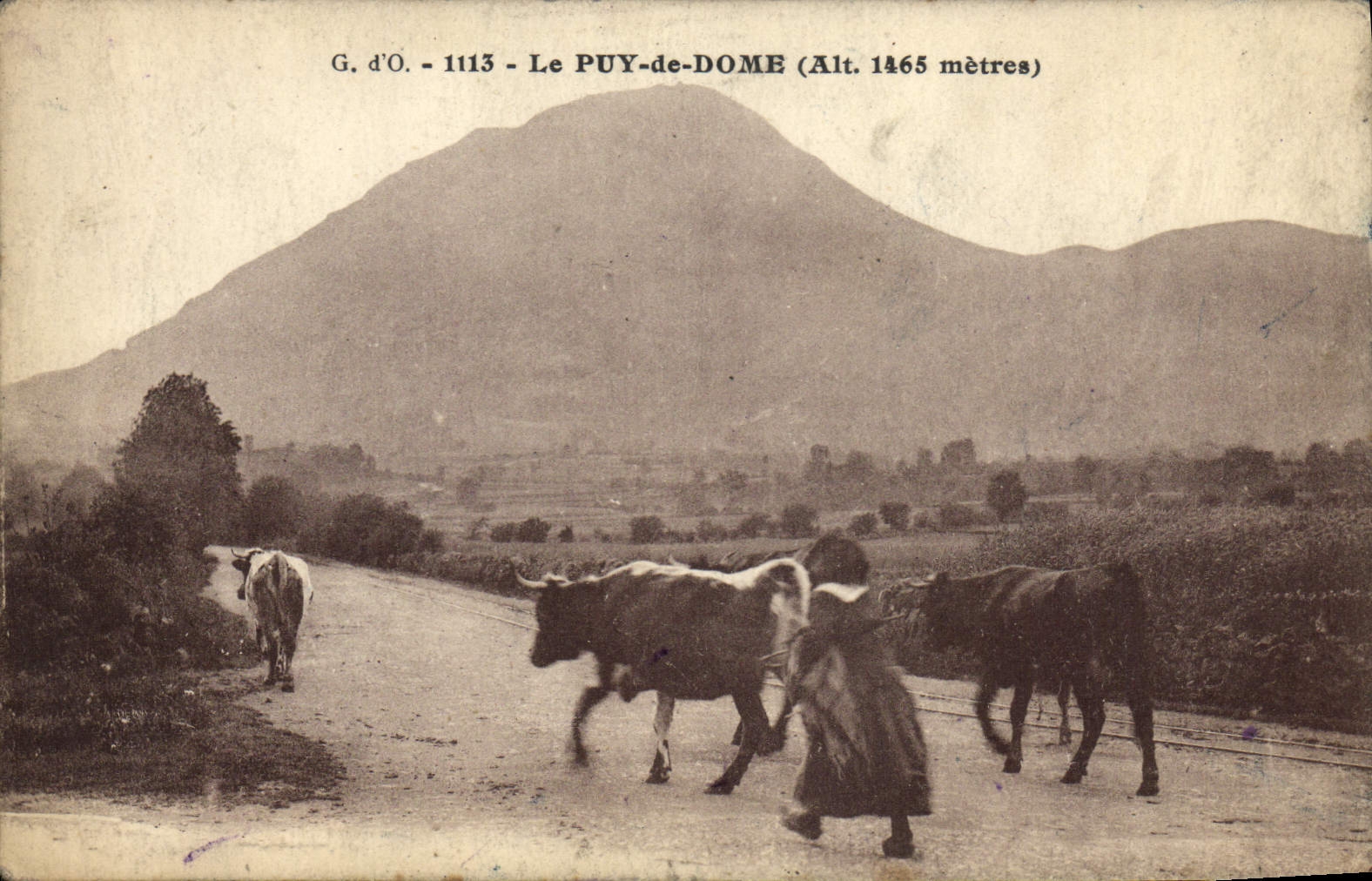 VINTAGE POSTCARD Puy De Dome Coach Cows