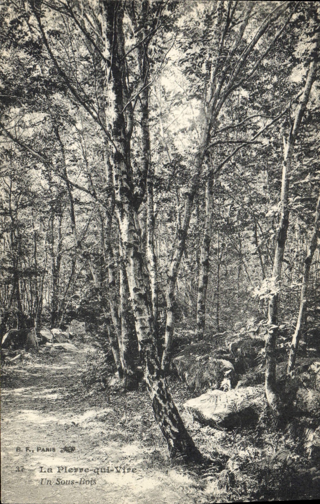 VINTAGE POSTCARD Pierre who Transfers under Wood