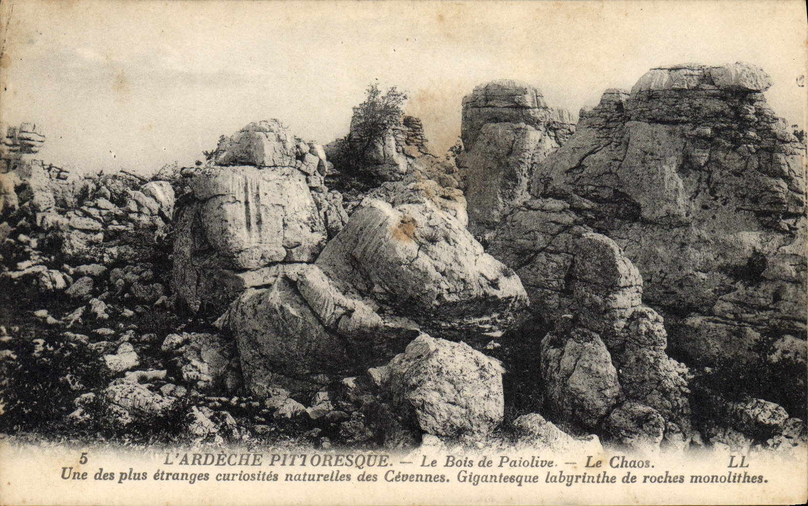 VINTAGE POSTCARD It wood of Paiolive chaos