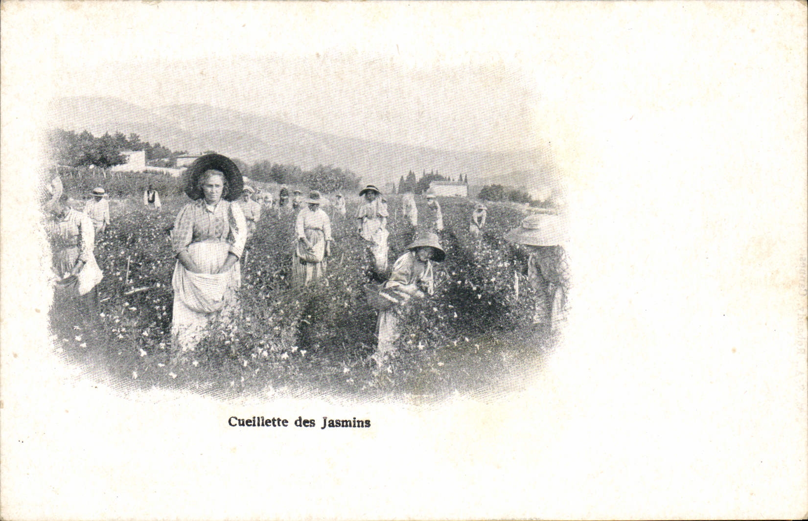 VINTAGE POSTCARD Gathering of the Jasmines Perfume