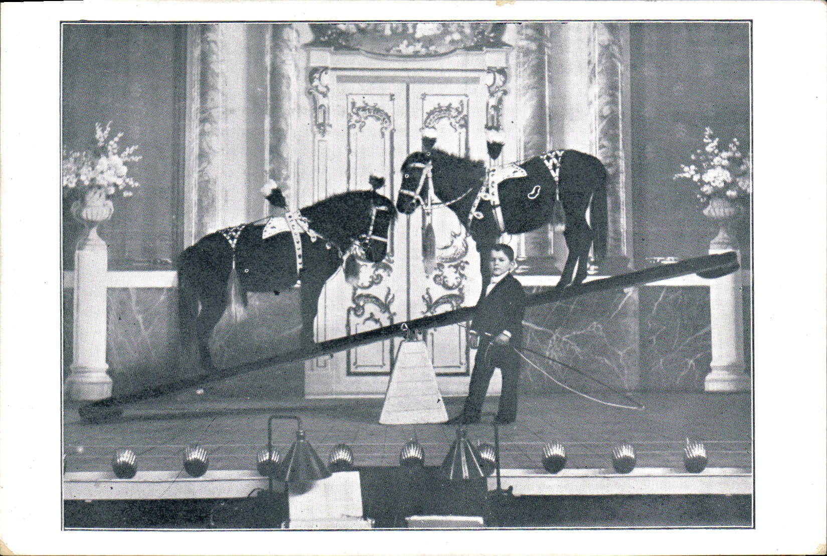 VINTAGE POSTCARD Dwarf Ponies