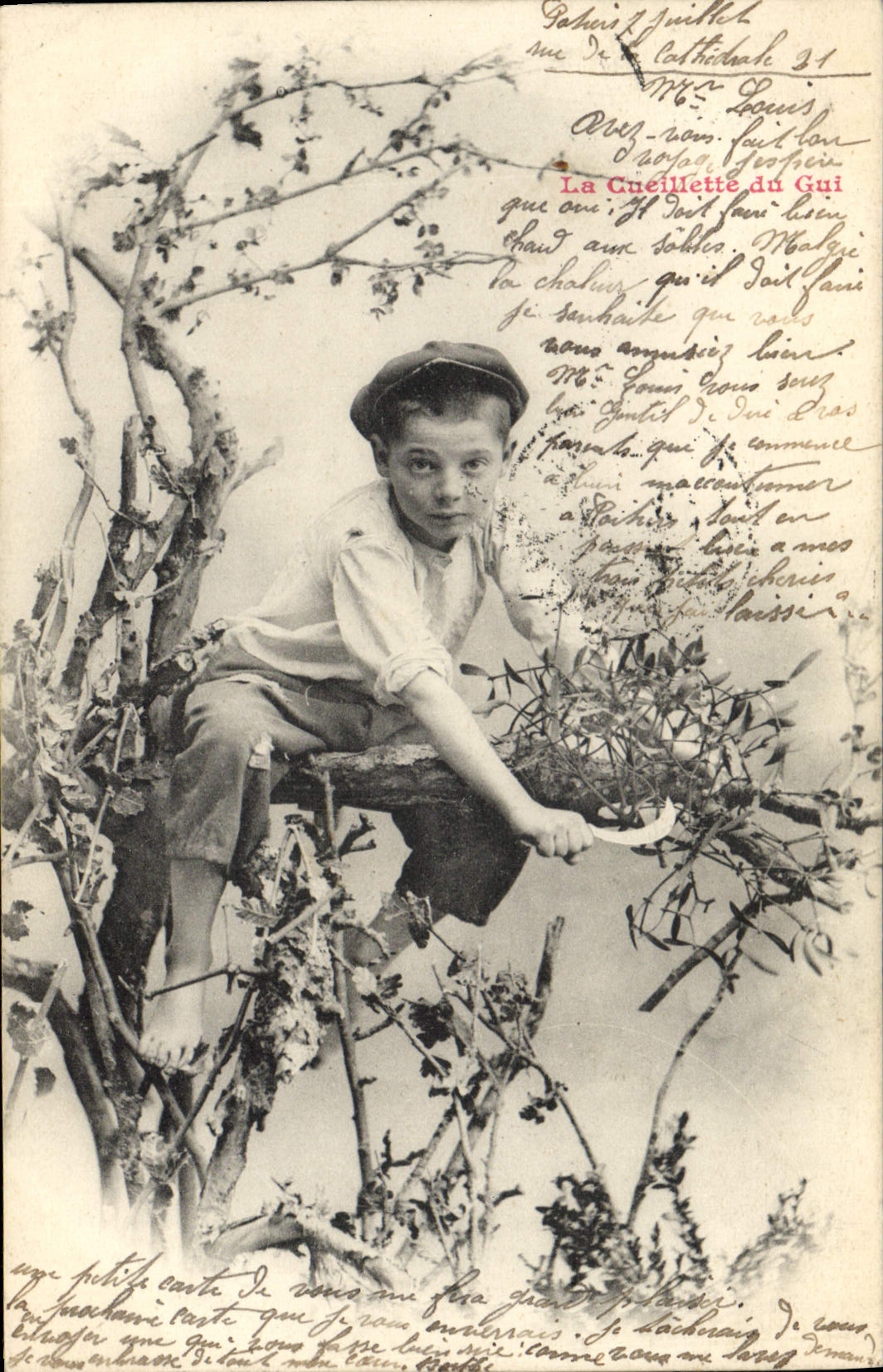 CPA Fantaisie La cueillette du gui