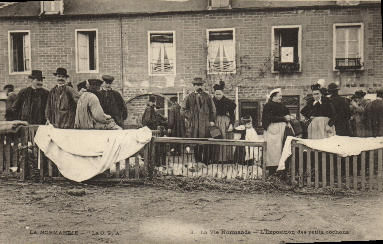 CPA Folklore Normandie L'exposition des petits cochons Marche Porc TOP