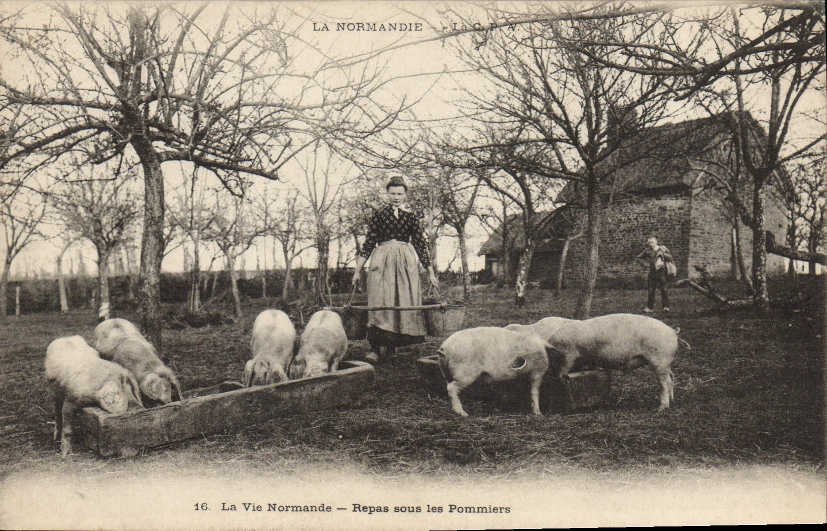Comida de Normandía del folklore de la POSTAL de la VENDIMIA debajo del cerdo del cerdo de los manzanos