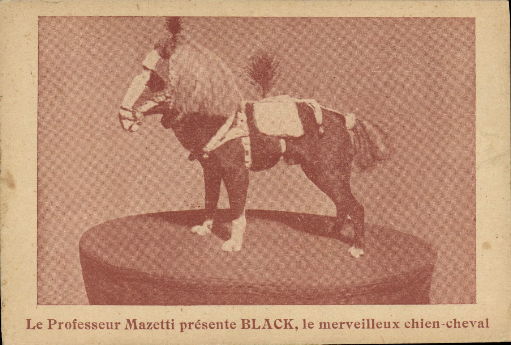 Profesor Mazetti de Nain de la POSTAL de la VENDIMIA presenta el potro negro del caballo de Chien