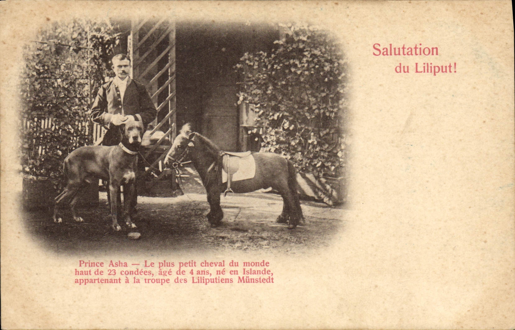 VINTAGE POSTCARD Dwarf Dwarves Liliput Pony Horse Dog