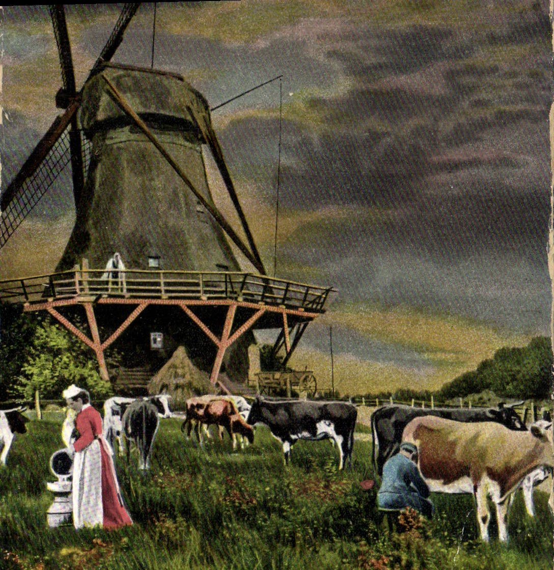 VINTAGE POSTCARD Windmill Cow
