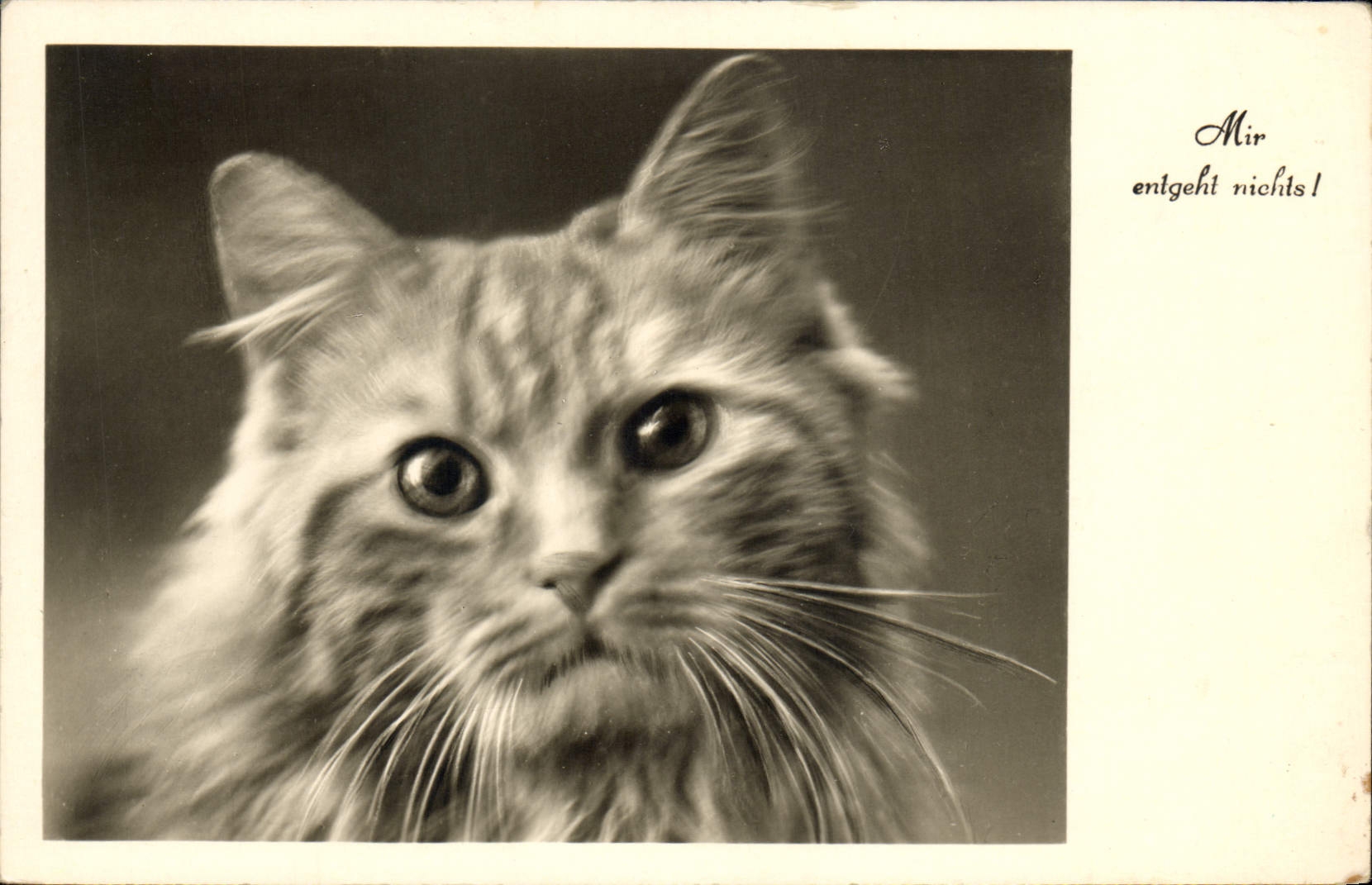 CPA Chat Chats Chaton