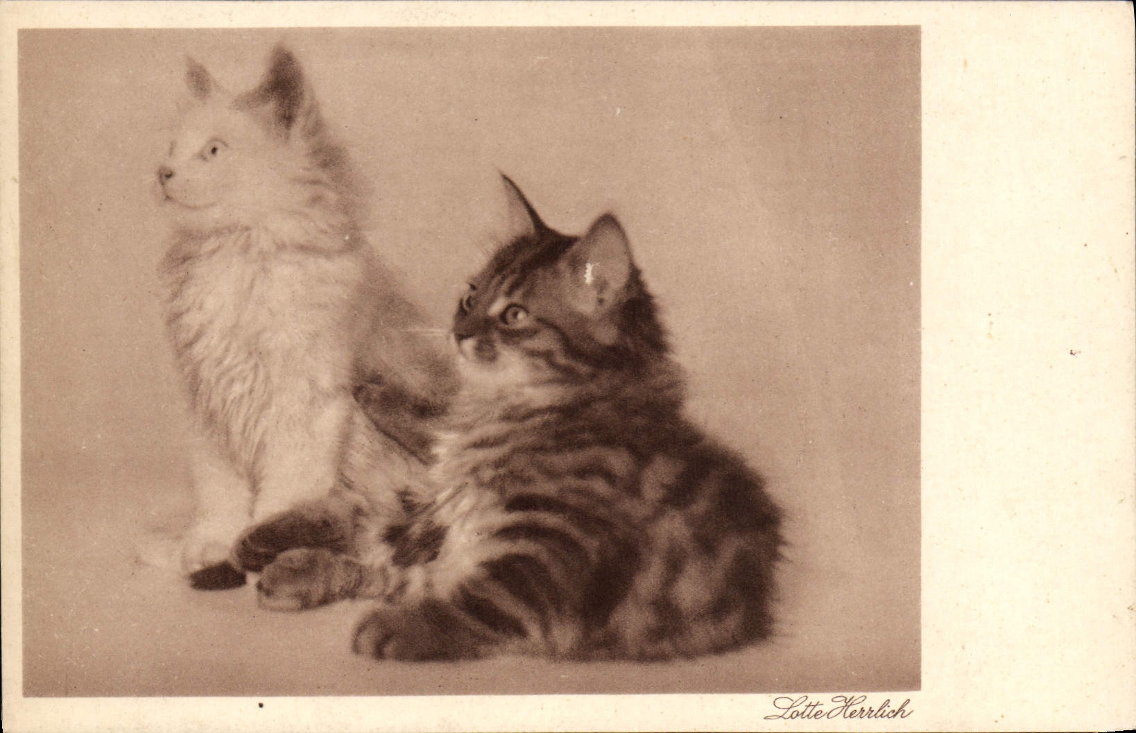 CPA Chat Chats Chaton Lotte Herrlich