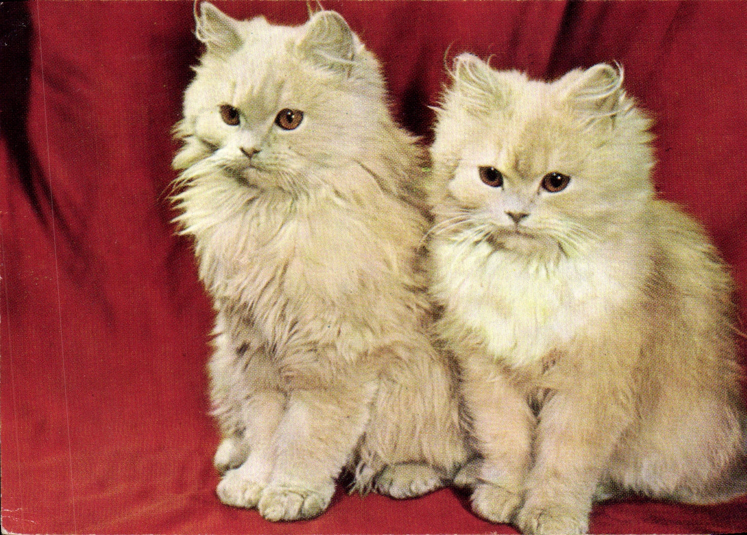 CPA Chat Chats Chaton 