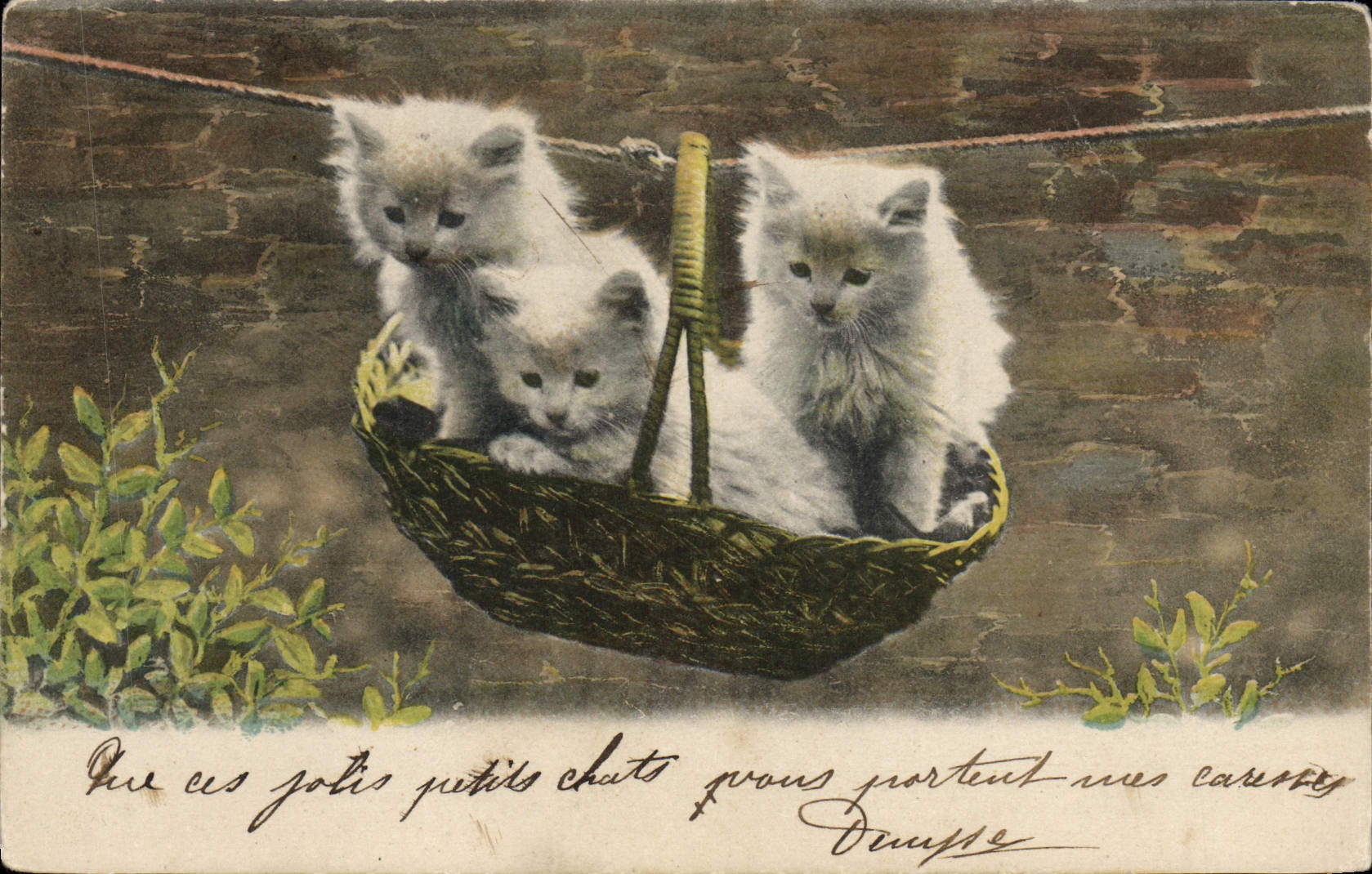 CPA Chat Chats Chaton 