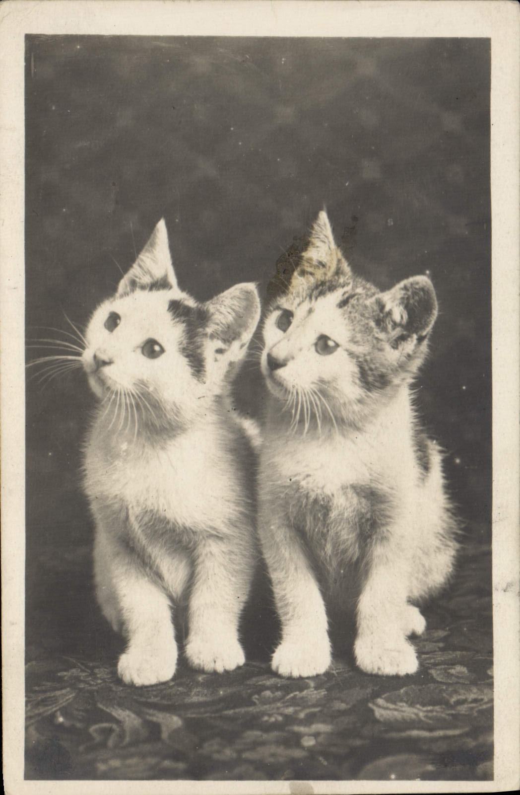 CPA Chat Chats Chaton 
