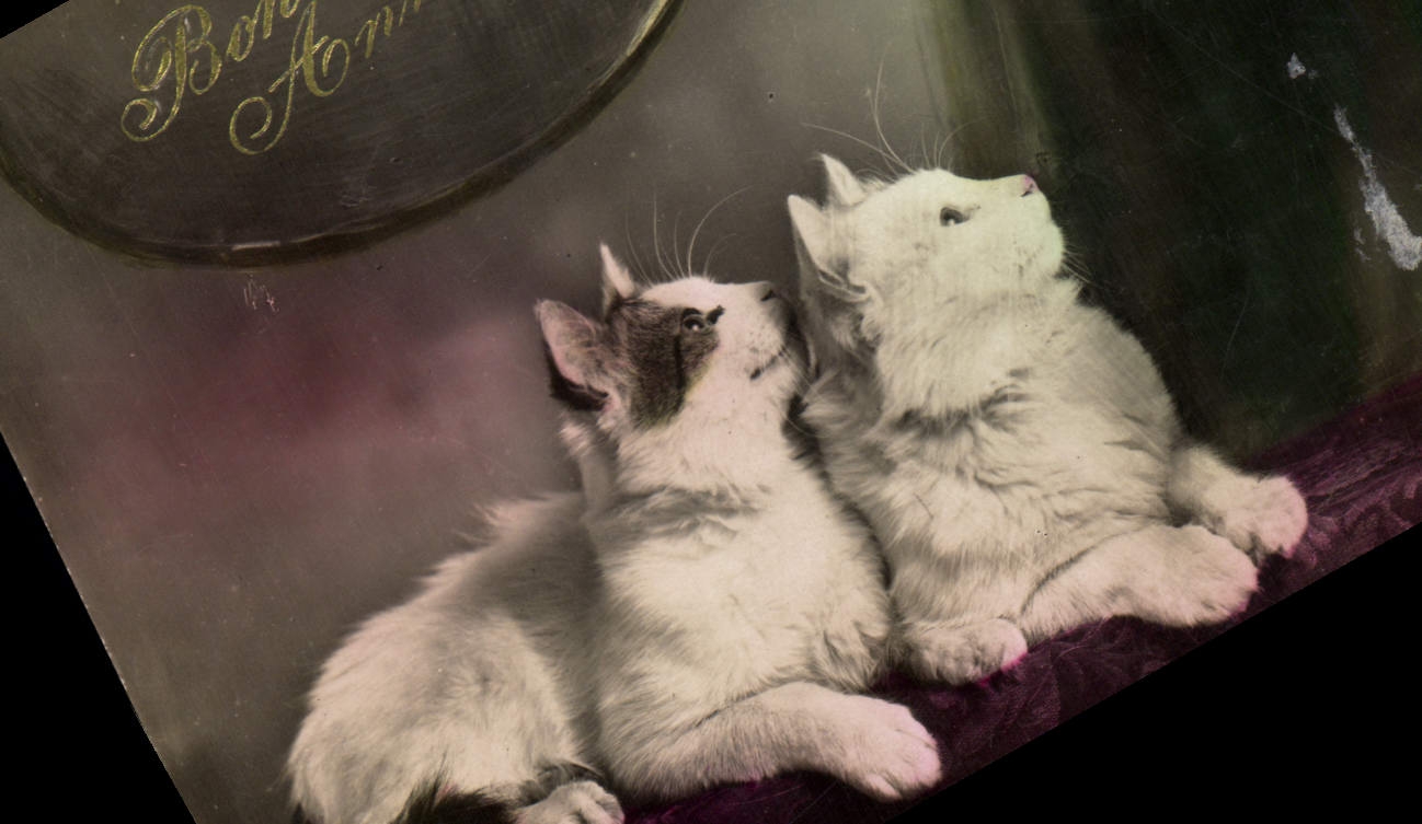 CPA Chat Chats Chaton Oiseau