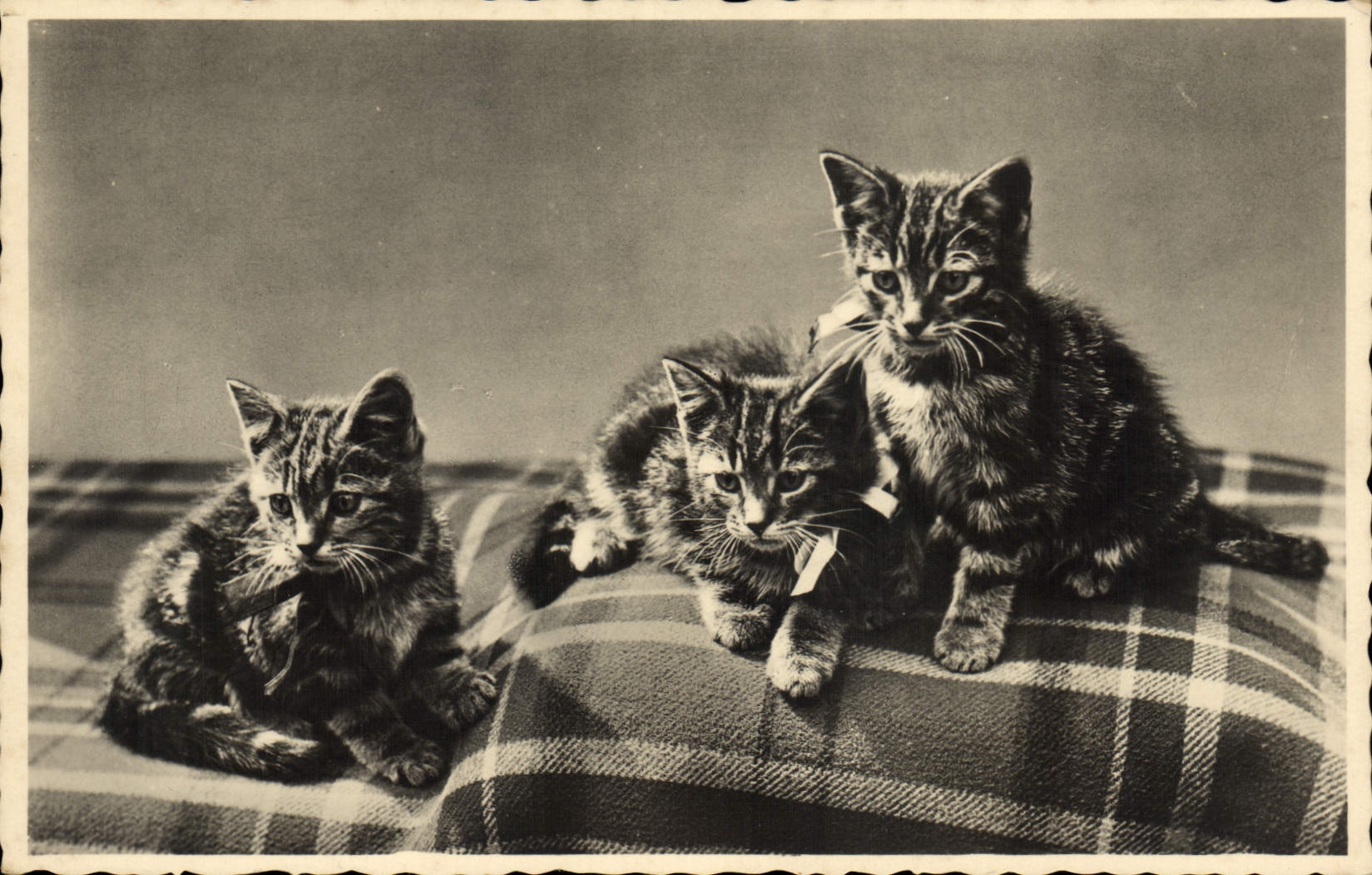 CPA Chat Chats Chaton 