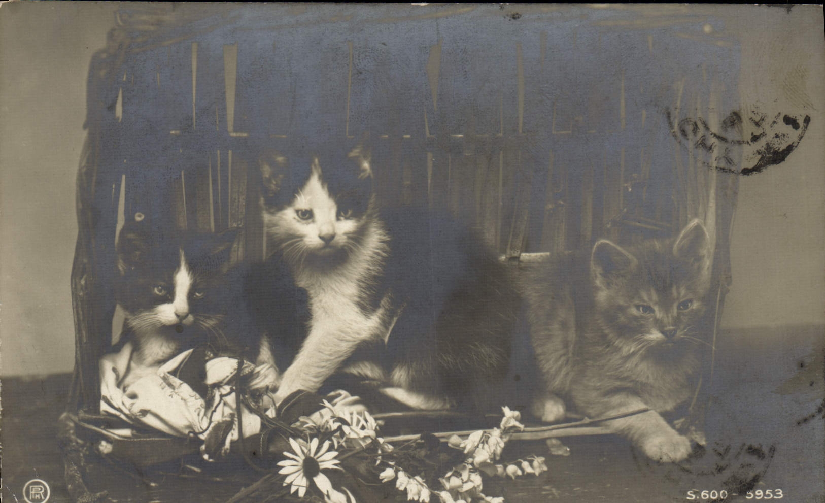 CPA Chat Chats Chaton 