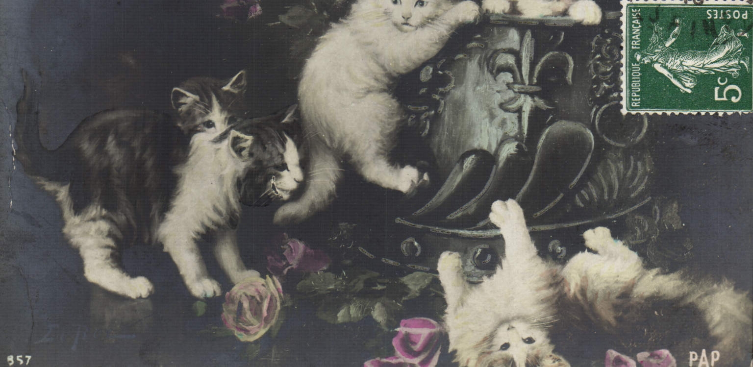 CPA Chat Chats Chaton