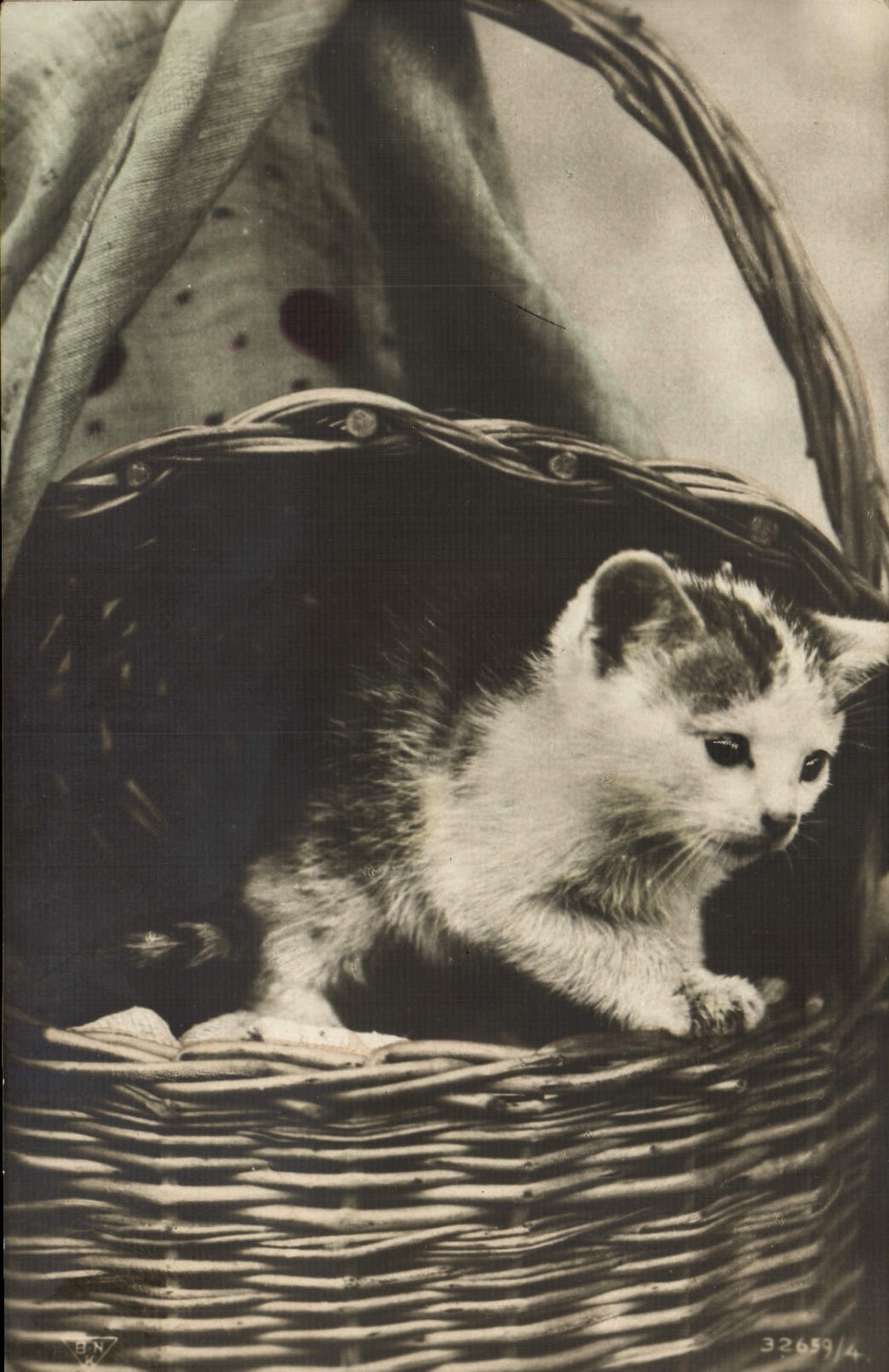 CPA Chat Chats Chaton 