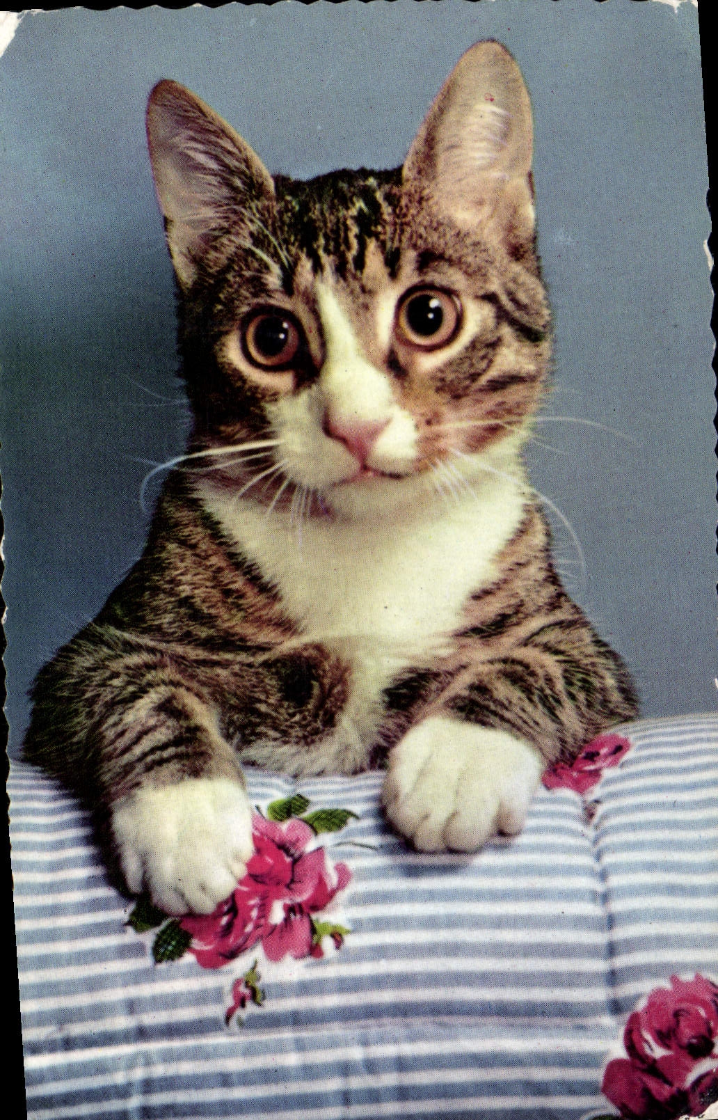 CPM Chat Chats Chaton 