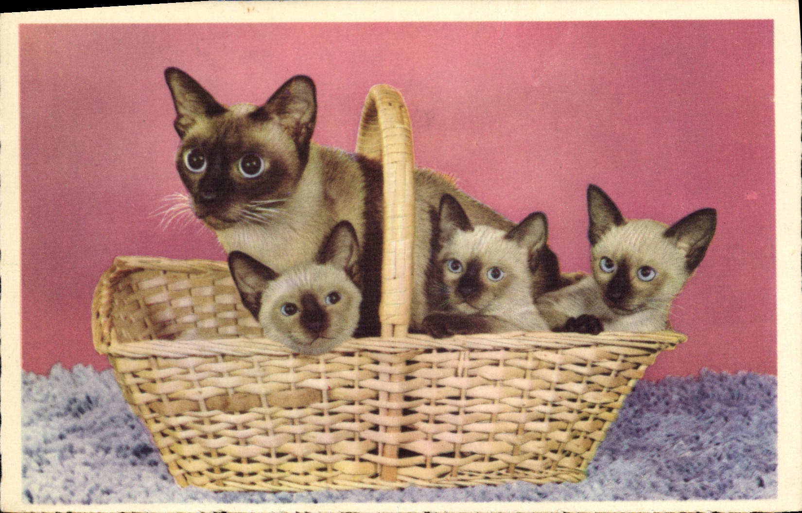 CPA Chat Chats Chaton Siamois