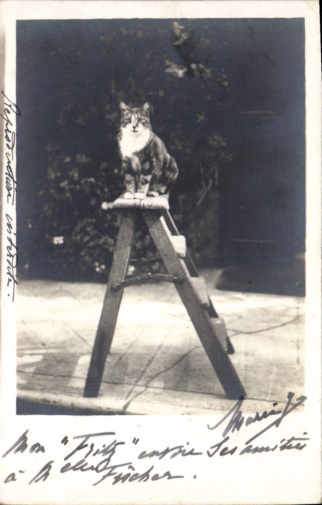 CARTE PHOTO Chat Chats Chaton Fritz