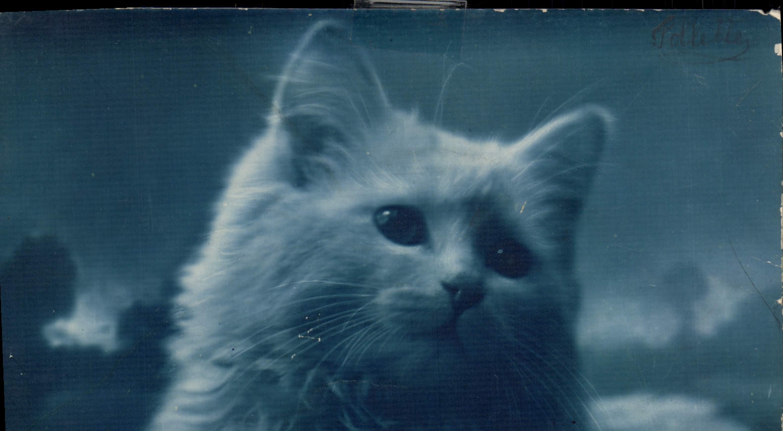 CPA Chat Chats Chaton 