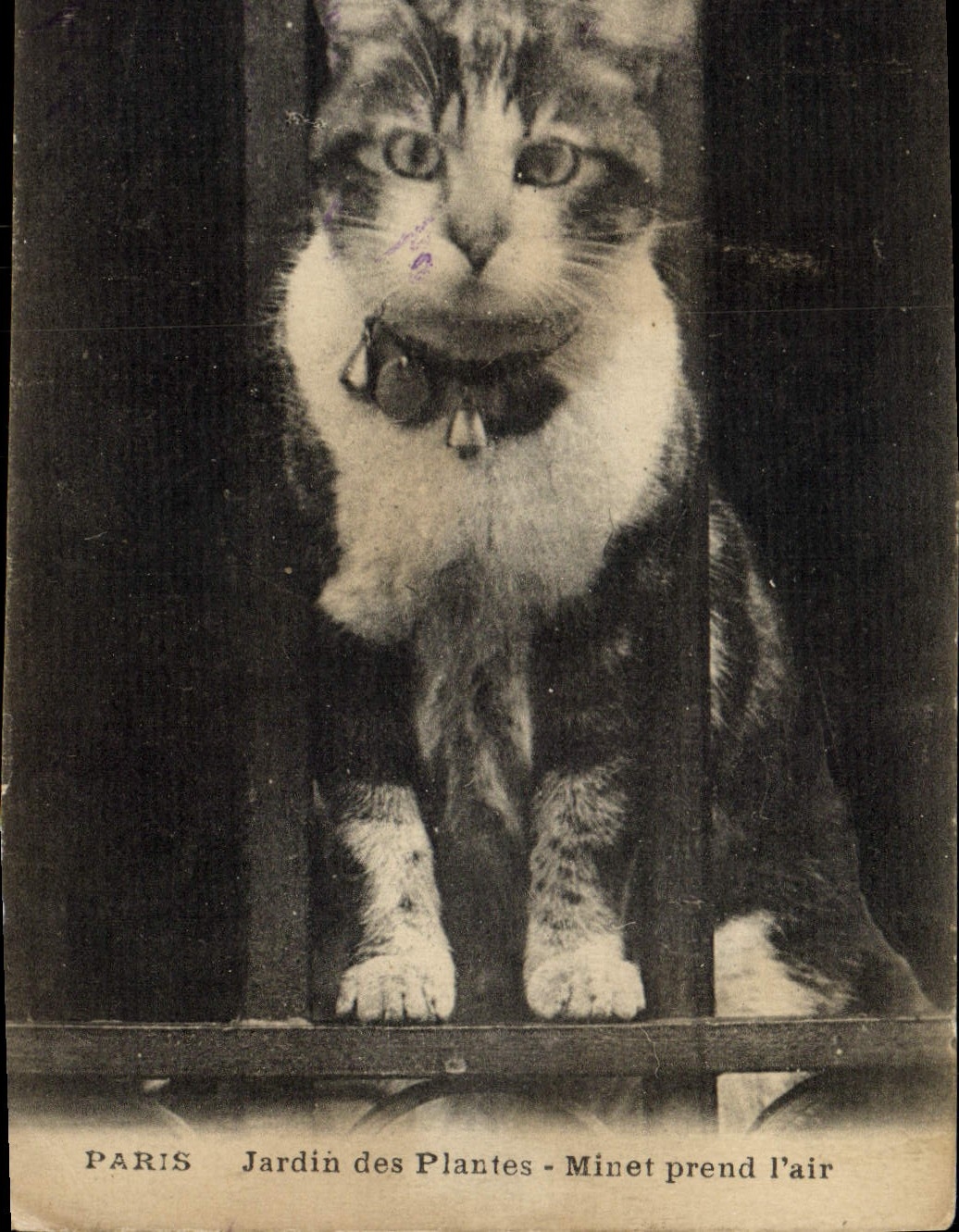 CPA Chat Chats Chaton Paris Jardin des plantes Minet prend l'air