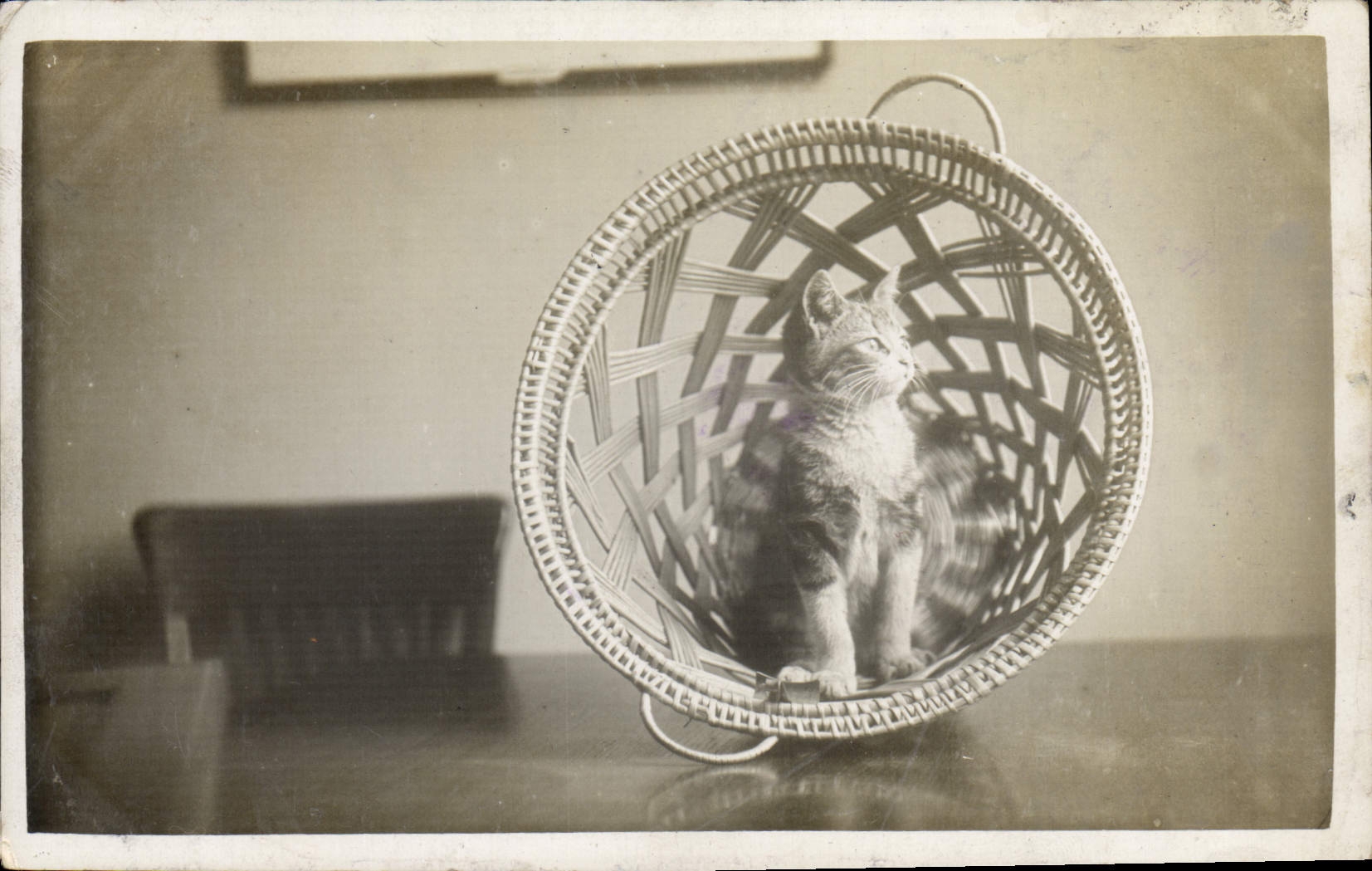 CPA Chat Chats Chaton 