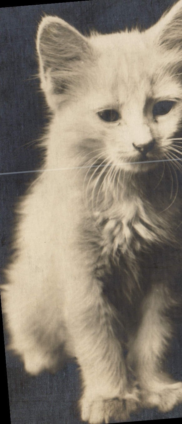 CPA Chat Chats Chaton 