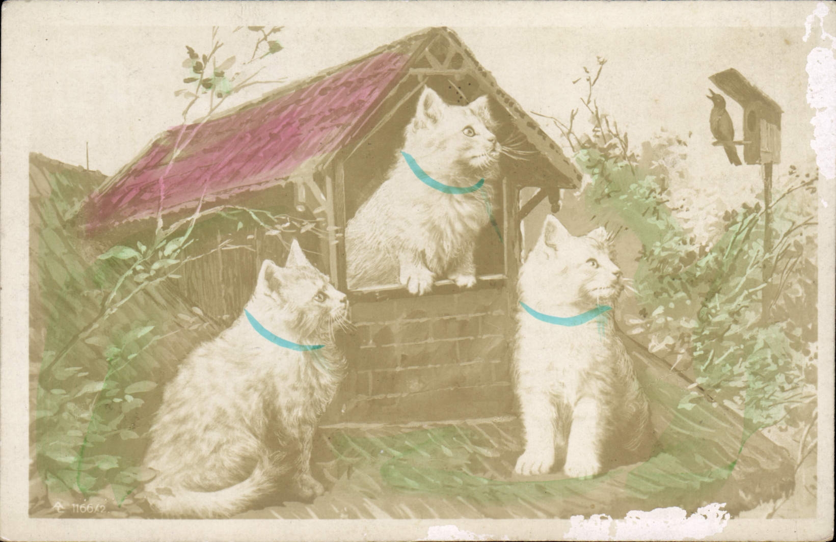CPA Chat Chats Chaton 