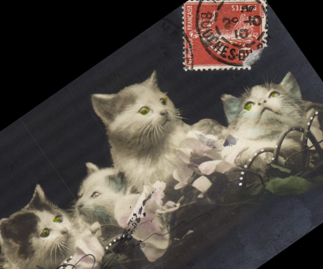CPA Chat Chats Chaton 