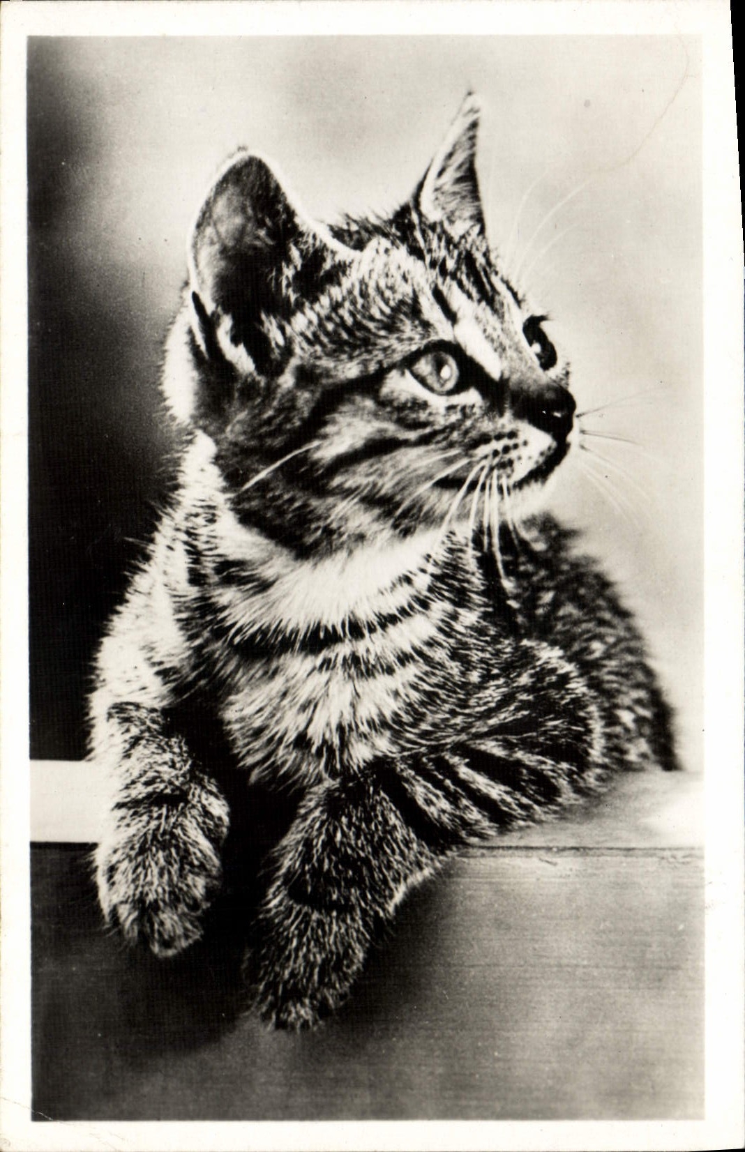 CPA Chat Chats Chaton 