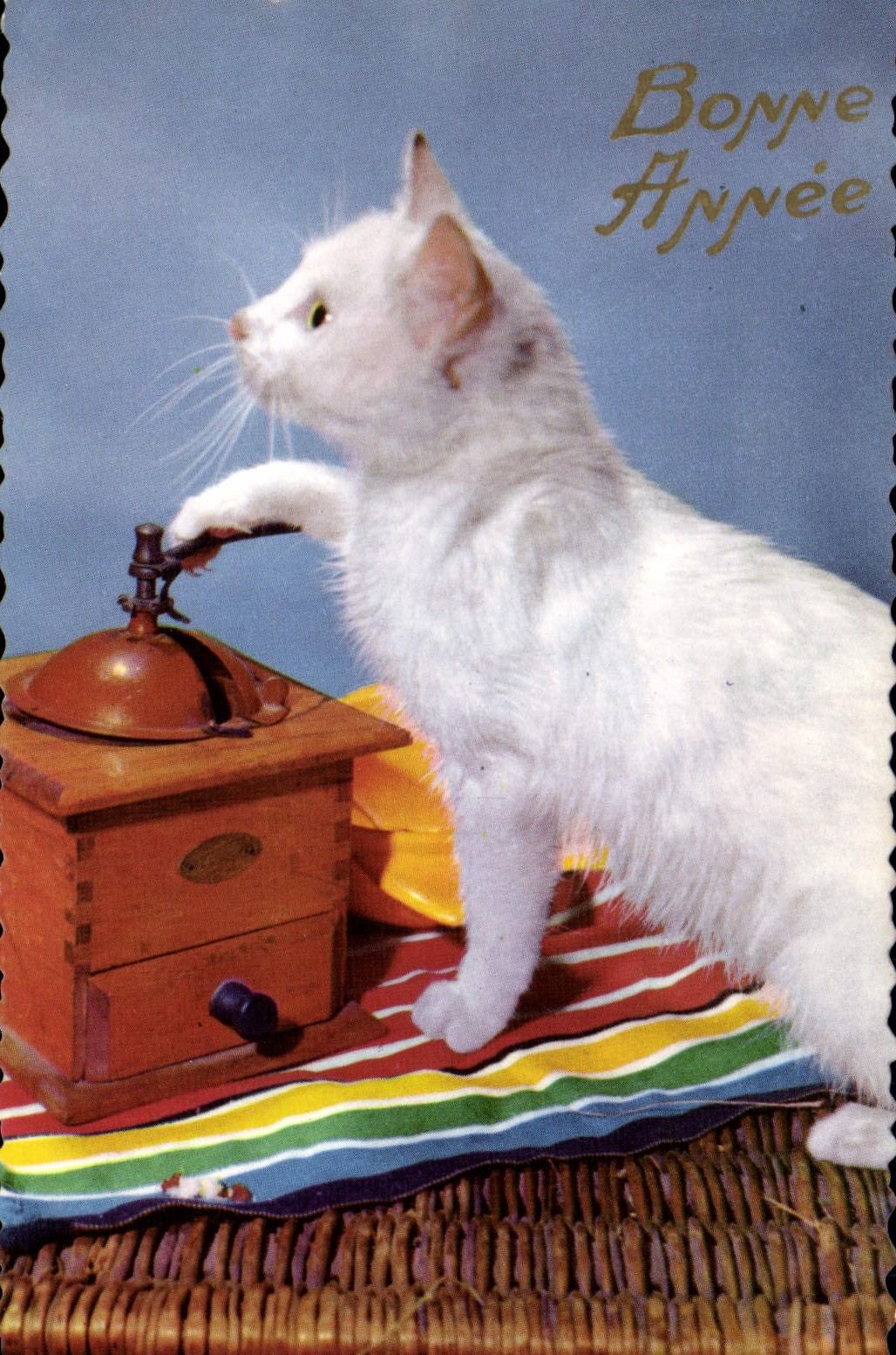CPA Chat Chats Chaton 