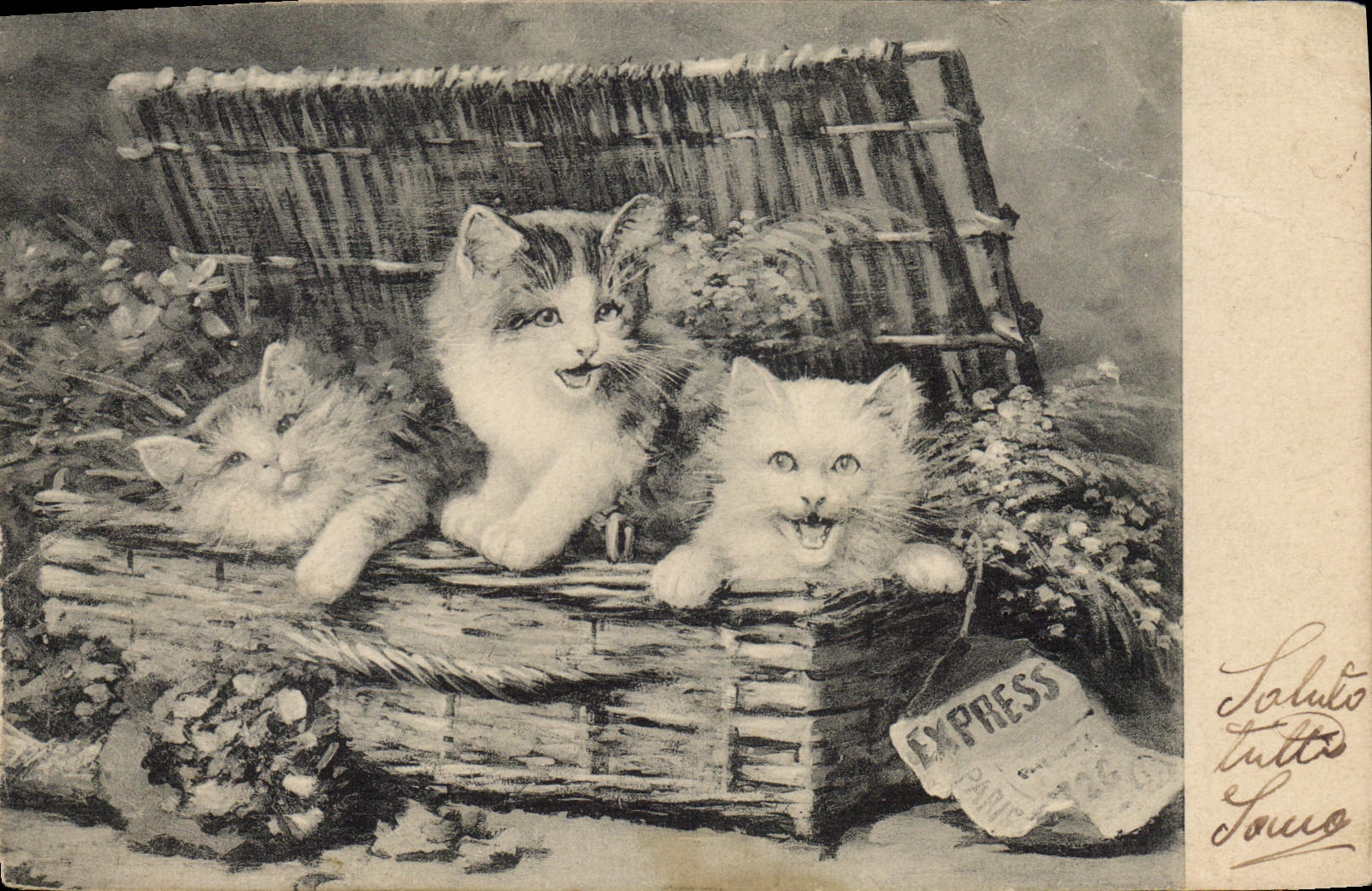 CPA Chat Chats Chaton 
