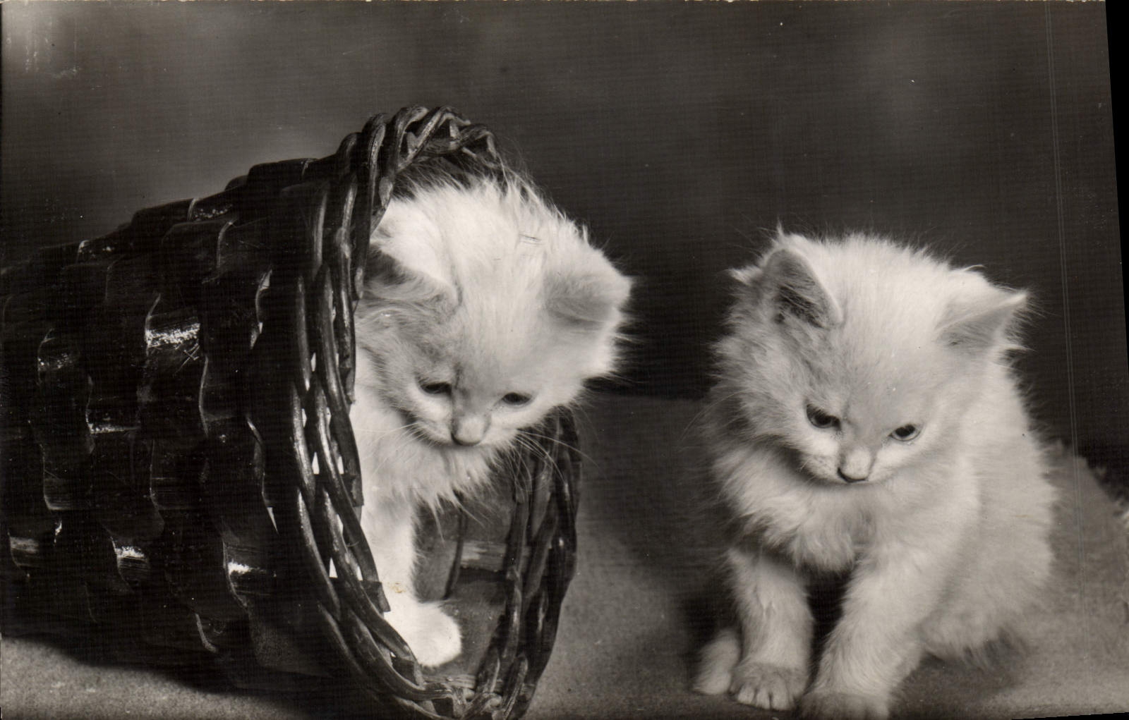 CPA Chat Chats Chaton 