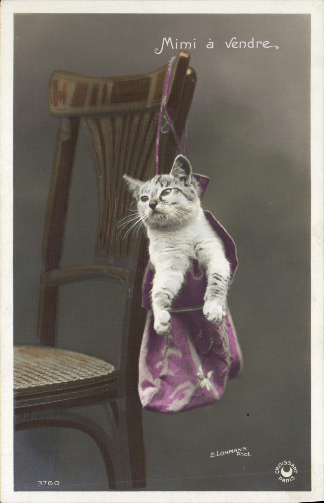 CPA Chat Chats Chaton Mimi a vendre