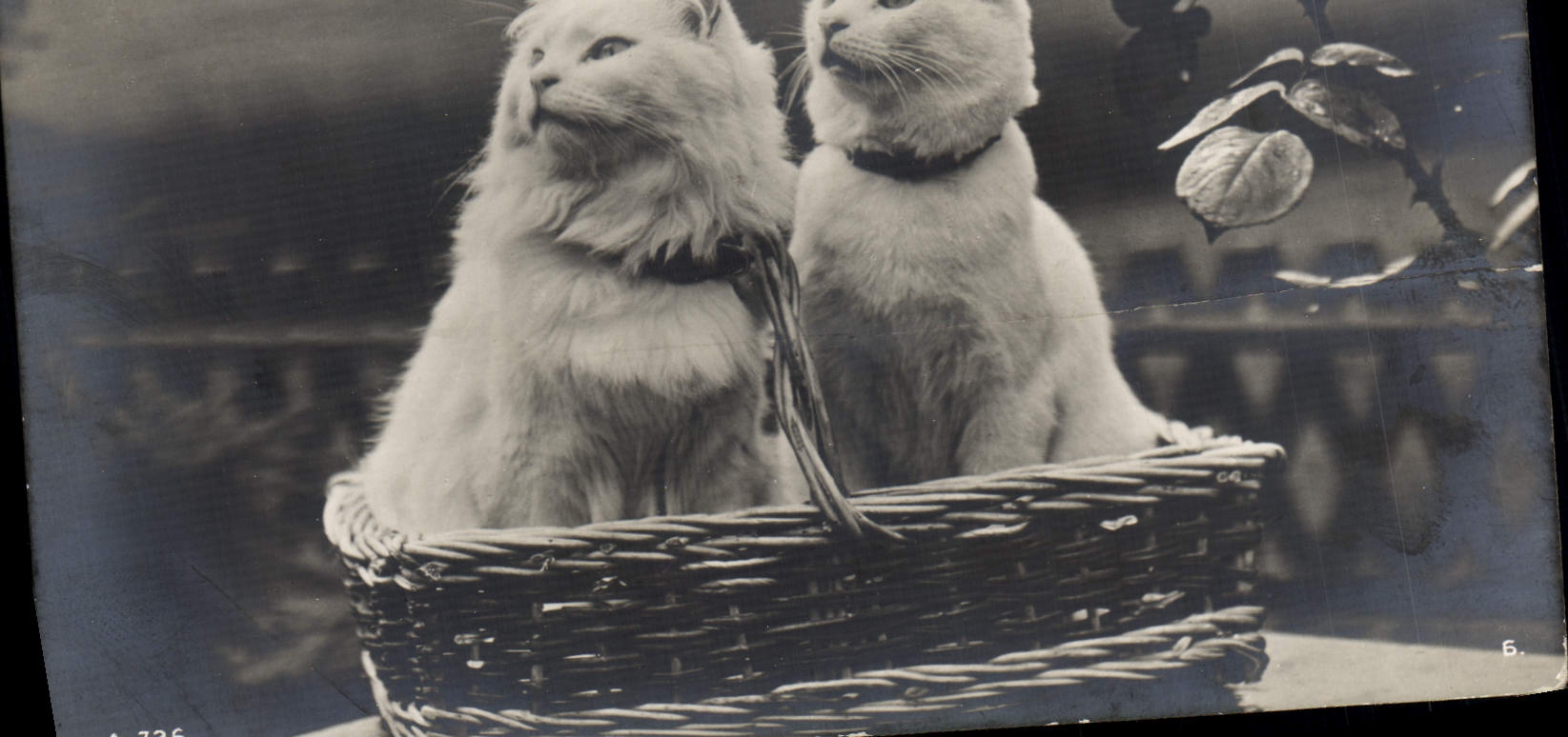 CPA Chat Chats Chaton