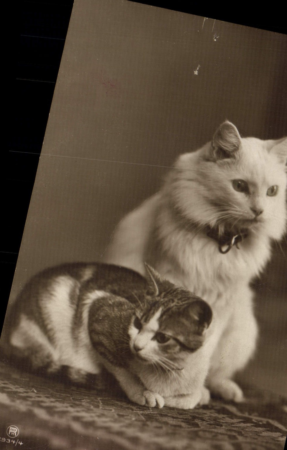 CPA Chat Chats Chaton