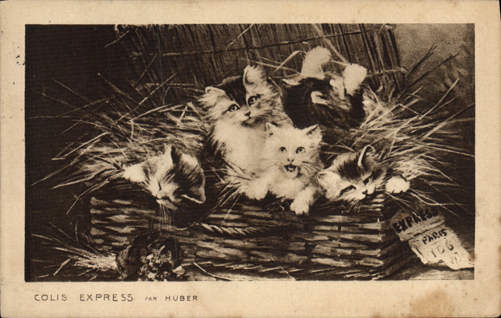 CPA Chat Chats Chaton 