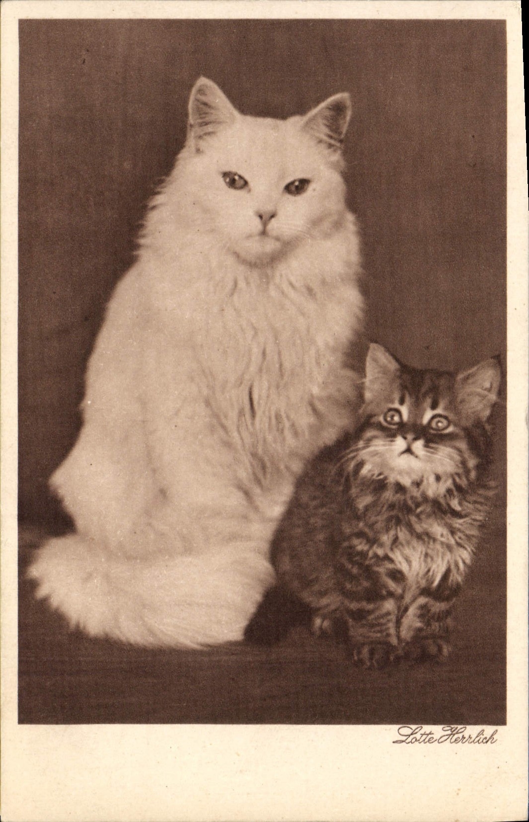 CPA Chat Chats Chaton 
